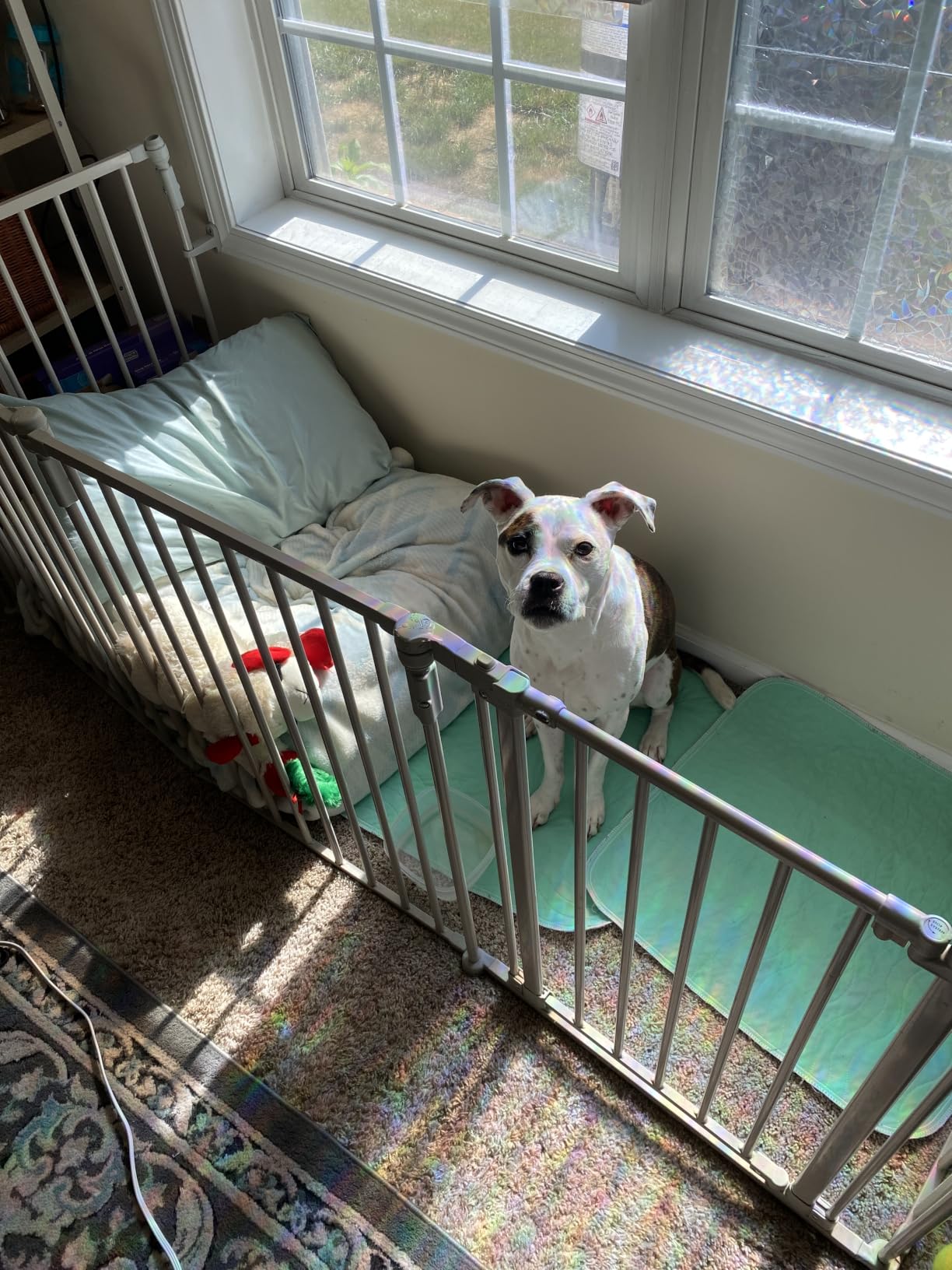 Toddleroo by North States - 3 In 1 Metal Superyard Baby Play Yard: 6 Panel Playpen, Safety Gate, or Extra Wide Baby Fence - Encloses Up to 10 Square Feet - 30 Inches Tall - Taupe customer photo 2