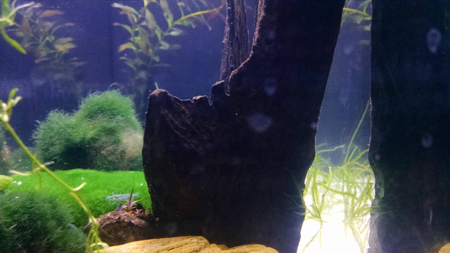 Fluval SPEC Freshwater Aquarium Kit, 2.6 Gallon, Black customer photo 2