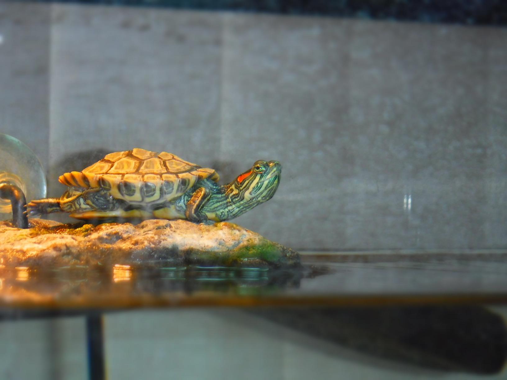 Zoo Med Turtle Lamp Combo Pack customer photo 1