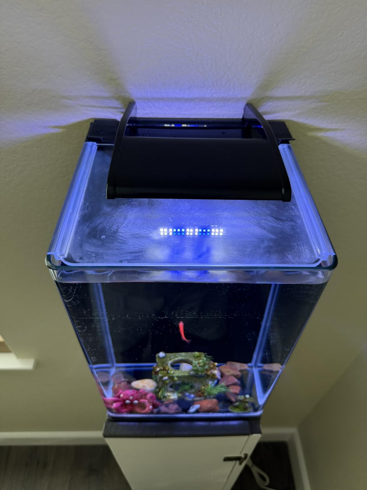 Marineland Portrait Glass LED Aquarium Kit, 5 Gallons, Hidden Filtration,Black customer photo 2