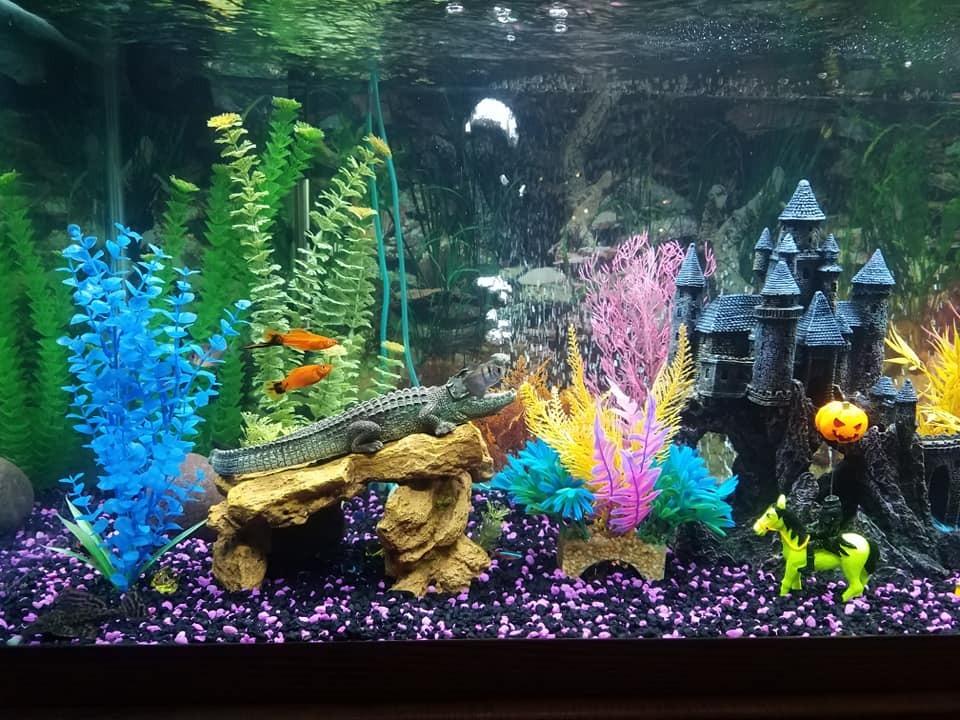 Marineland Magniflow 250 GPH Canister Aquarium Filter customer photo 1