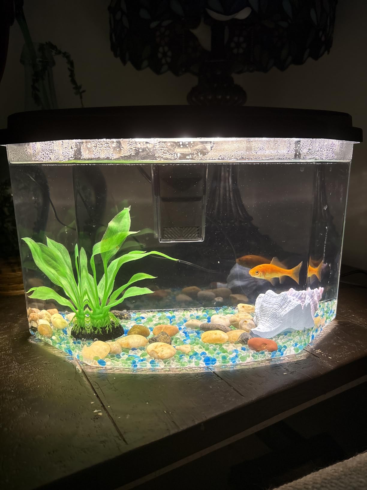 Koller Products 6.5-Gallon Aquarium Kit with Power Filter and LED Lighting, (AP650) customer photo 2