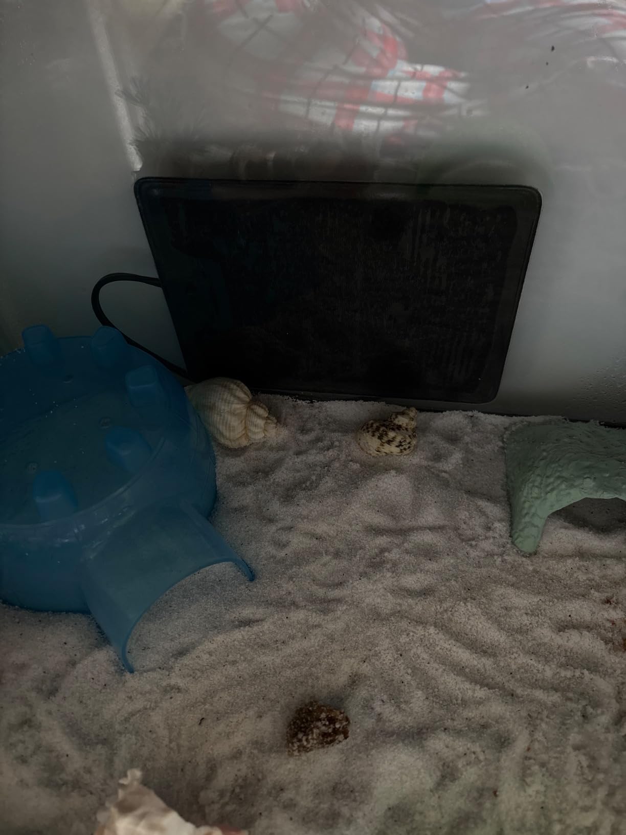 Aiicioo Reptile Heating Pad - Hermit Crab Heater Heat Mat for Reptiles Snake Lizard Terrarium 8 Watt customer photo 1
