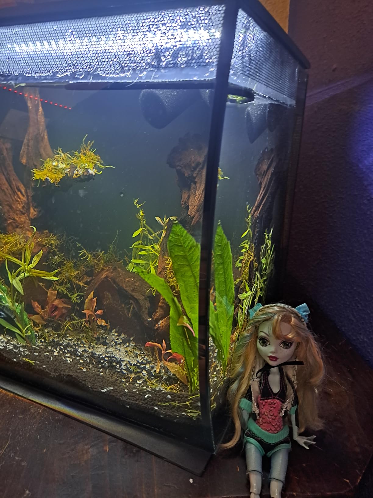 Fluval Flex 57 - 15 Gallon Nano Glass Aquarium Kit customer photo 1