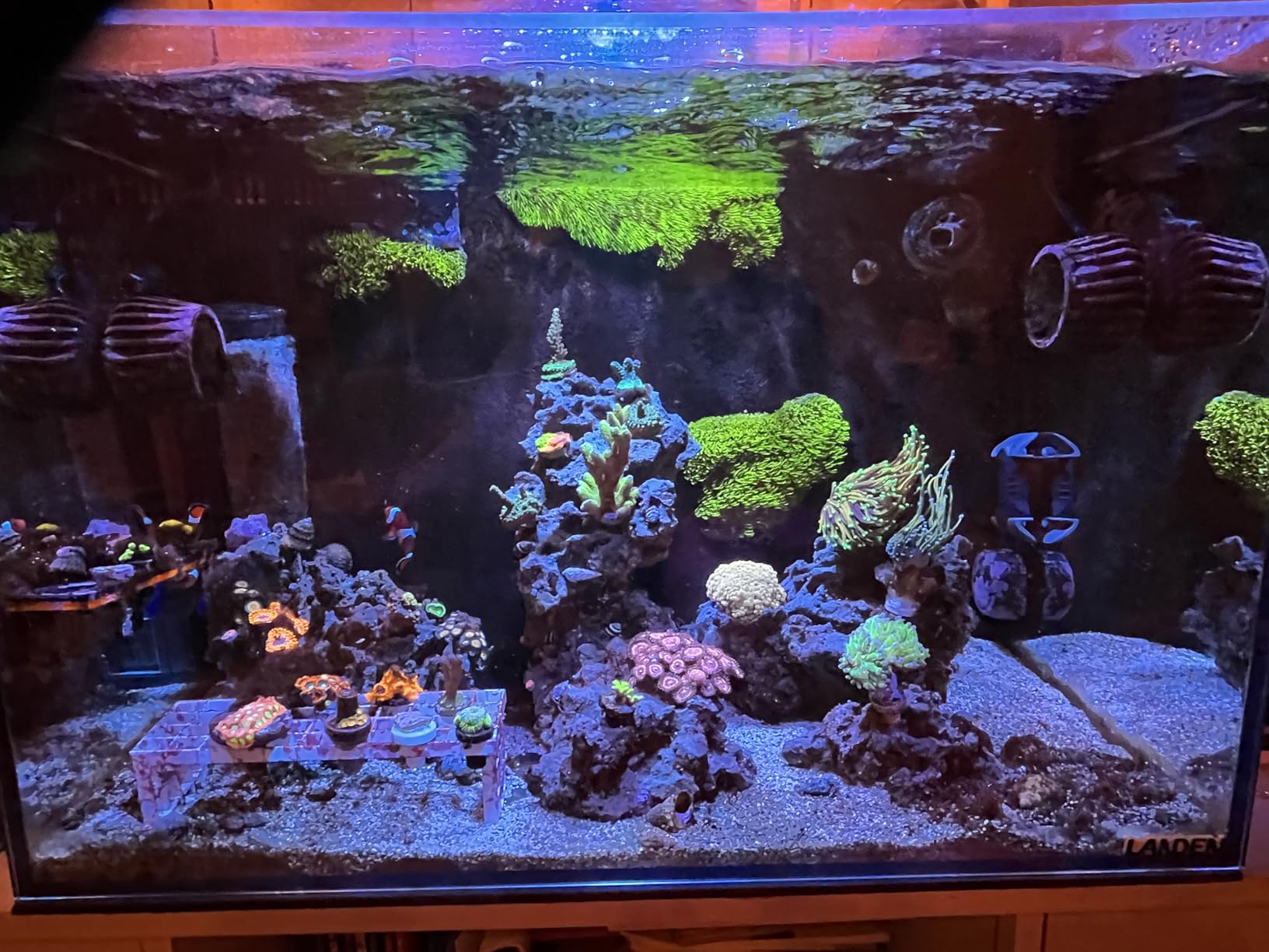 LANDEN EzFlux 60 Rimless 26 Gallon Rear Filtration Tank, Pump Included customer photo 2