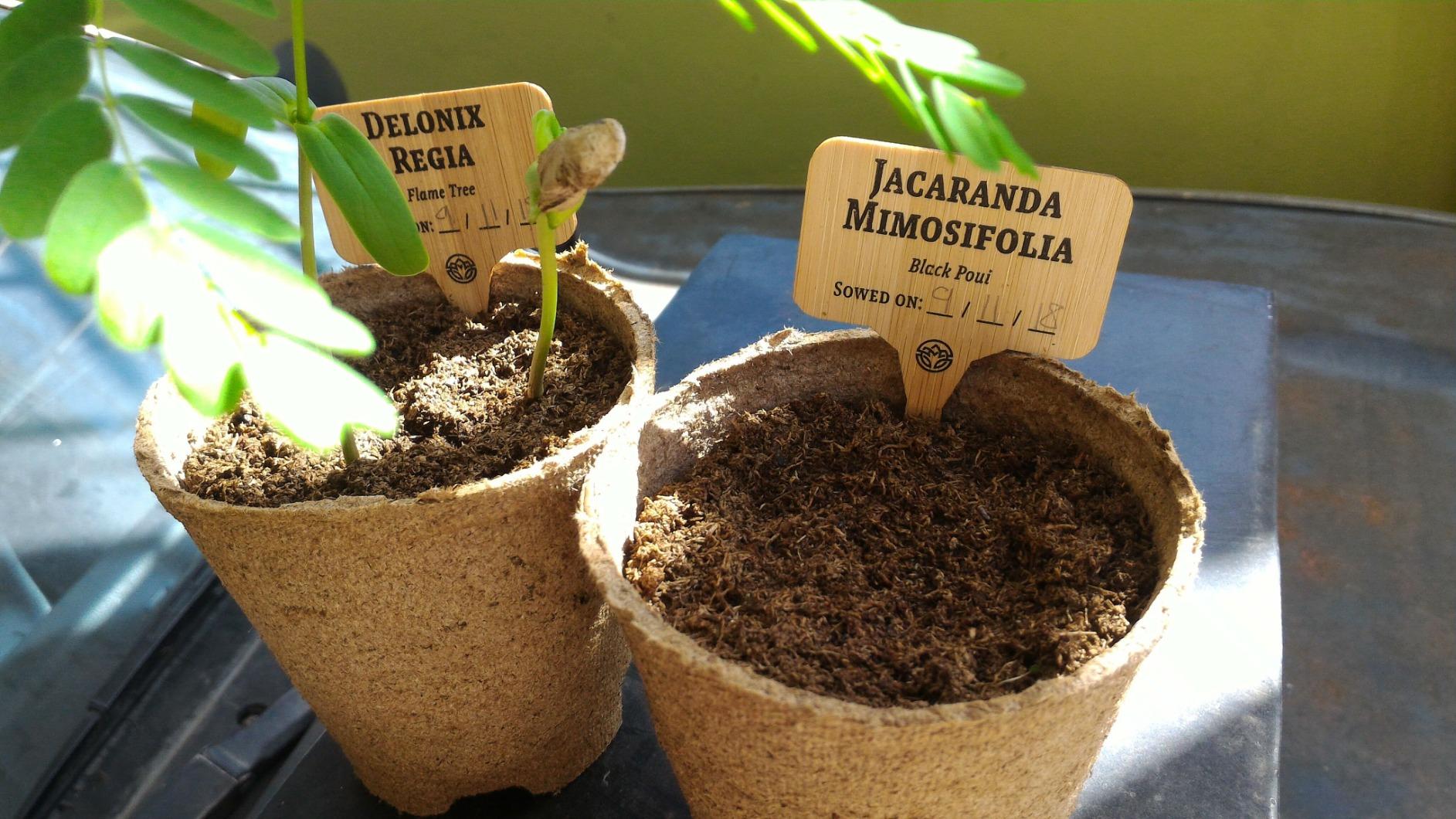Bonsai Tree Kit for Beginners & Plant Lovers - Grow Your Own Bonsai customer photo 1