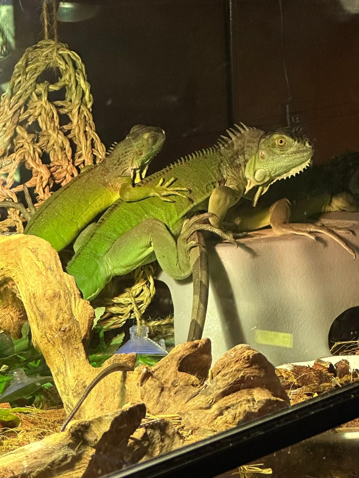 REPTI ZOO Full Spectrum UVA + UVB Sun Lamp Self-Ballasted Vapor Lamp/Bulb/Light for Reptile and Amphibian Use customer photo 1