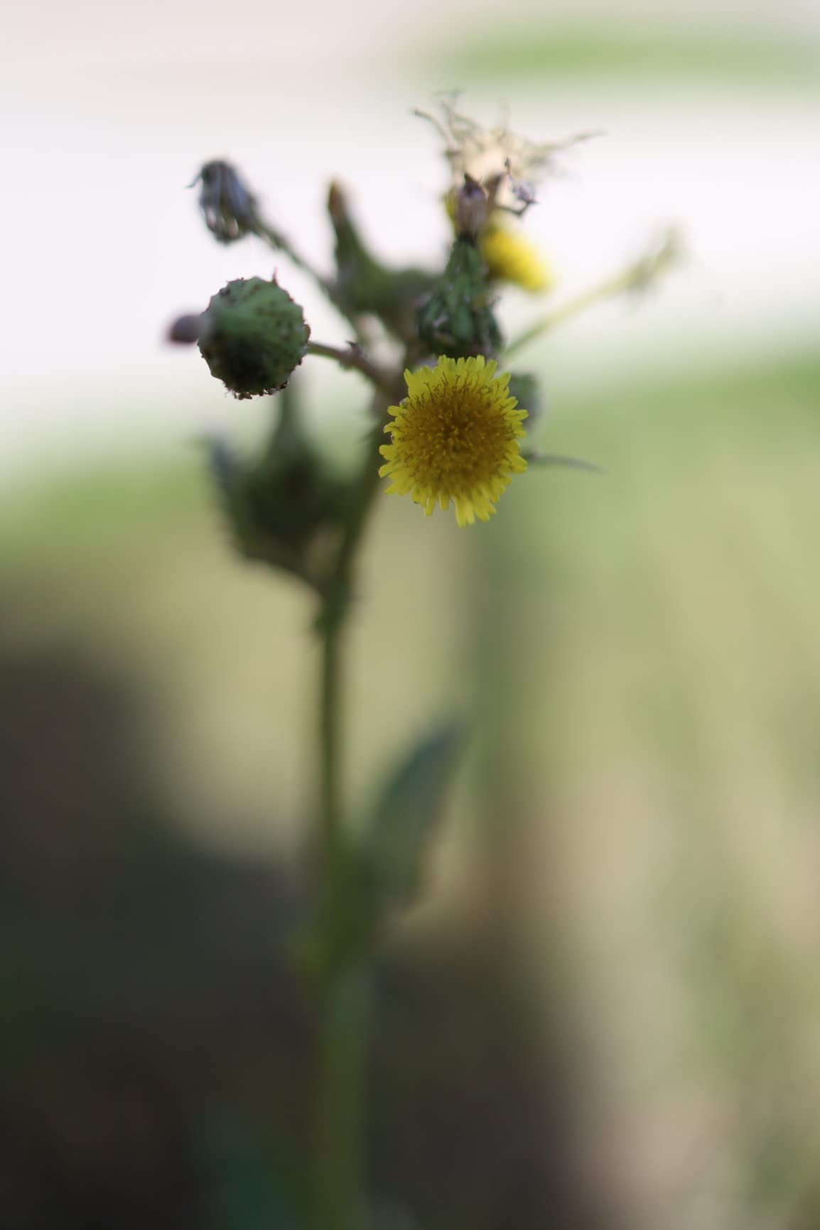 Canon RF35mm F1.8 is Macro STM Lens, Black, Compatible with EOS R Series Mirrorless Cameras customer photo 1