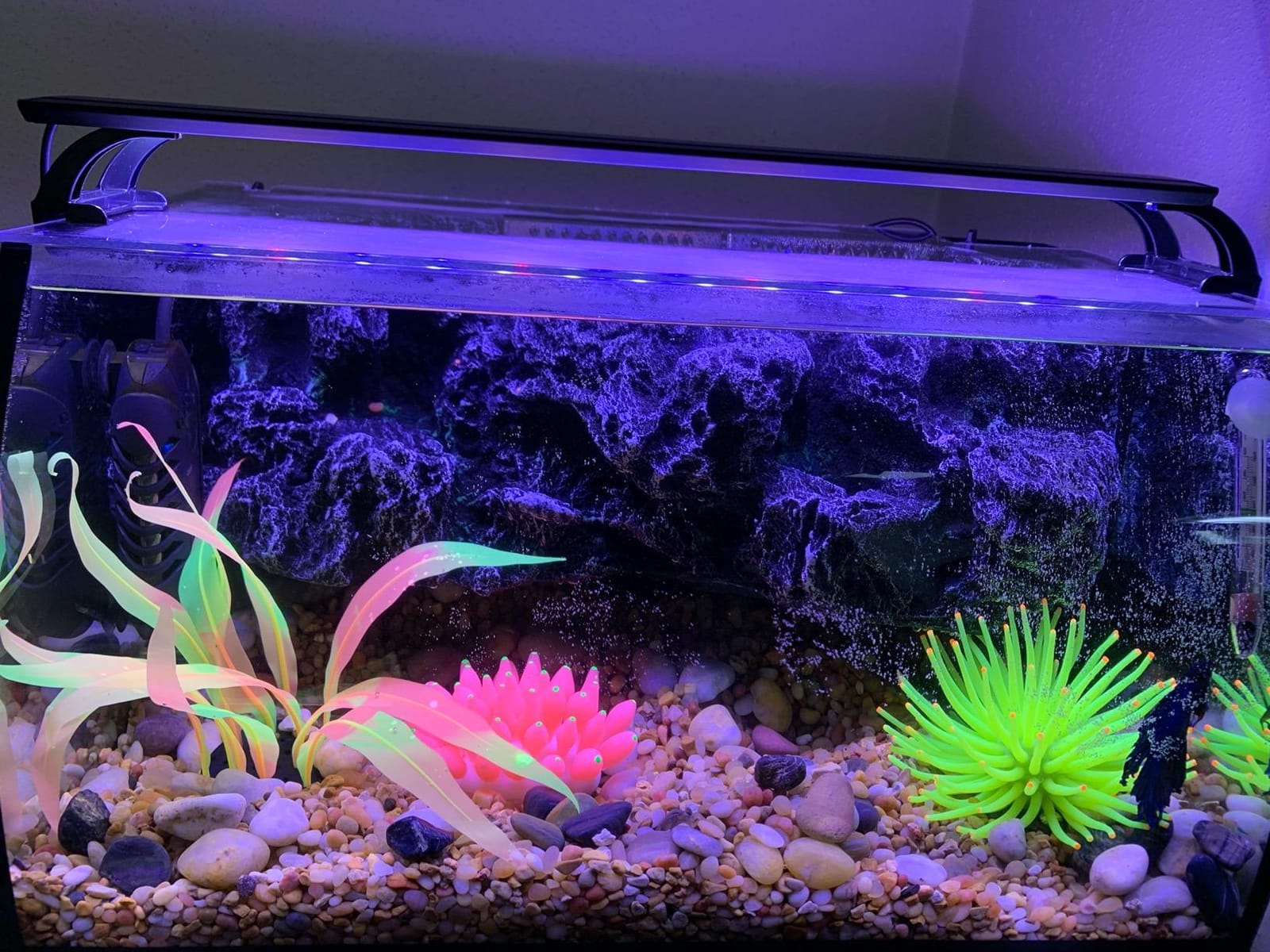 hygger Horizon 8 Gallon LED Glass Aquarium Kit for Starters with 7W Power Filter Pump, 18W Colored led Light, Wide View Curved Shape Fish Tank with Undetachable 3D Rockery Background Decor customer photo 2