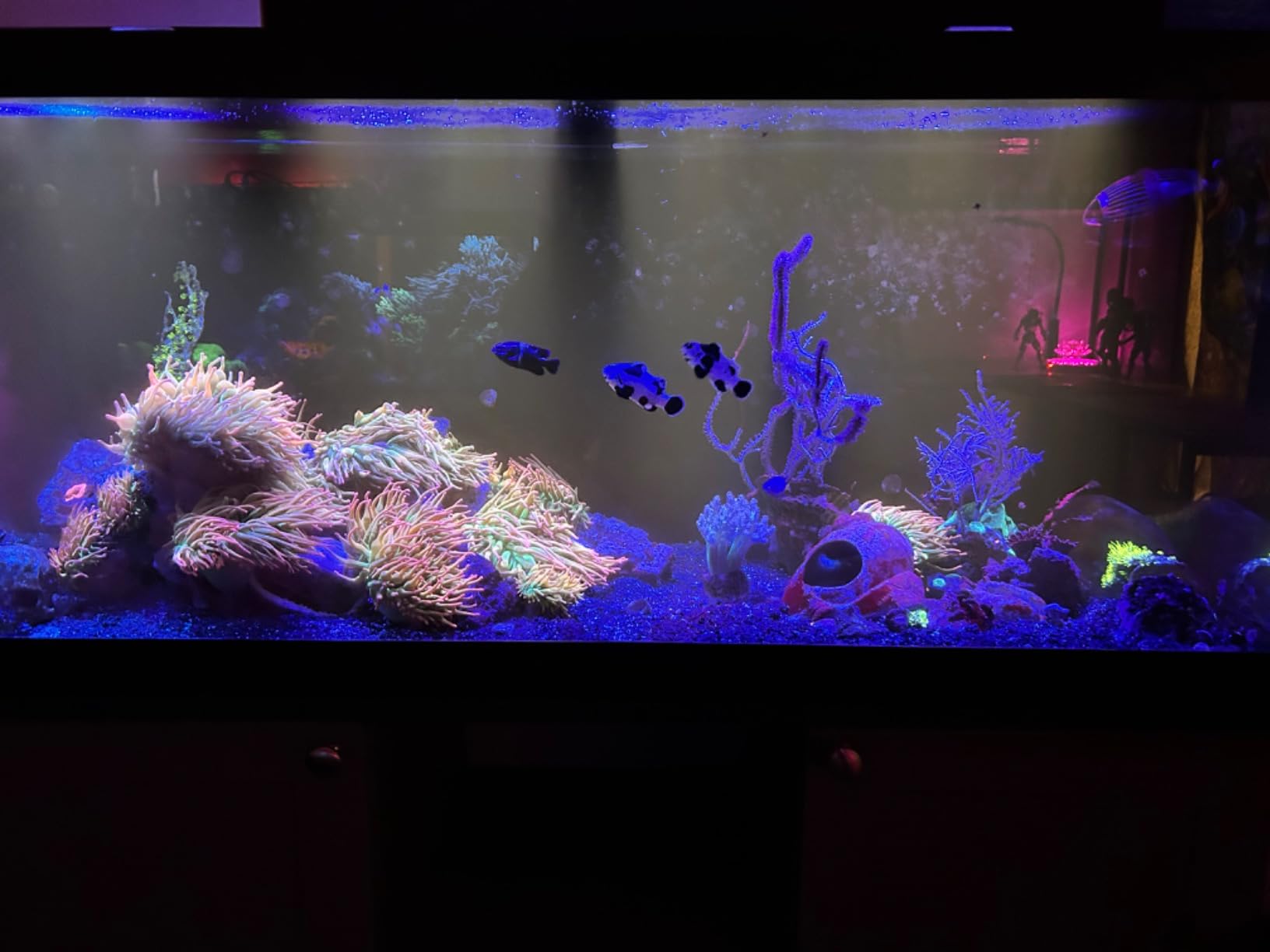 Coralife Biocube Protein Skimmer, Aquarium Skimmer customer photo 2