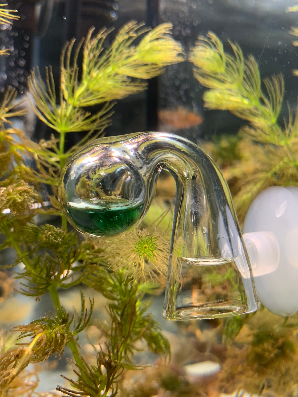2L Aquarium Co2 System with Pressure Gauge for Aquarium Plants customer photo 1