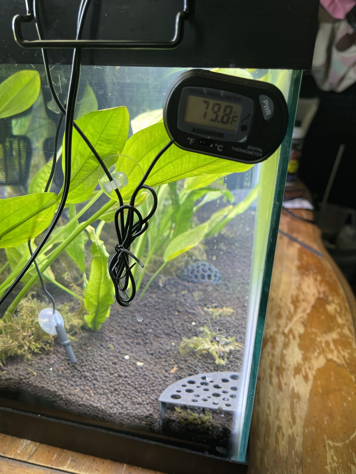 Orlushy Submersible Aquarium Heater,500W Fish Tahk Heater with Adjust Knob Thermostat 2 Suction Cups and Free Thermometer Suitable for Marine Saltwater and Freshwater (500W) customer photo 1