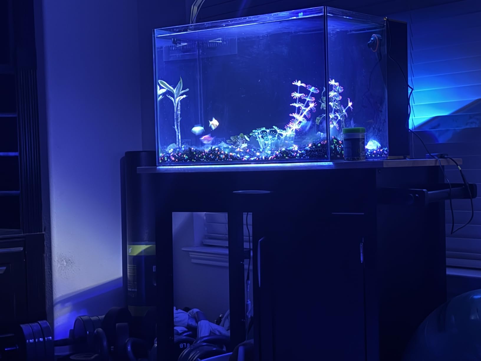 LANDEN EzFlux 35 Rimless 10 Gallon Rear Filtration Tank, Pump Included customer photo 2