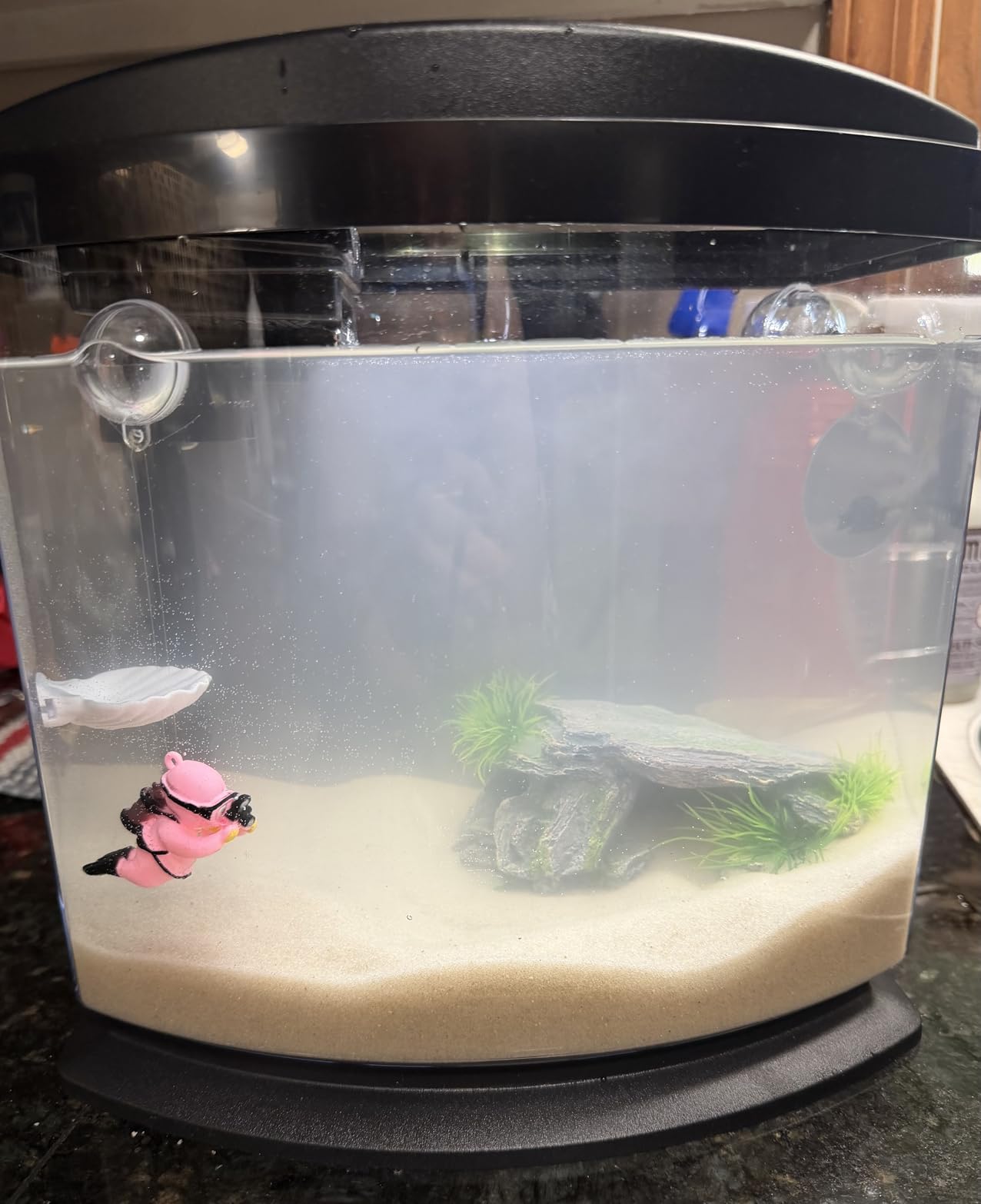 Aqueon LED MiniBow Small Aquarium Fish Tank Kit, Black, 2.5 Gallon customer photo 1