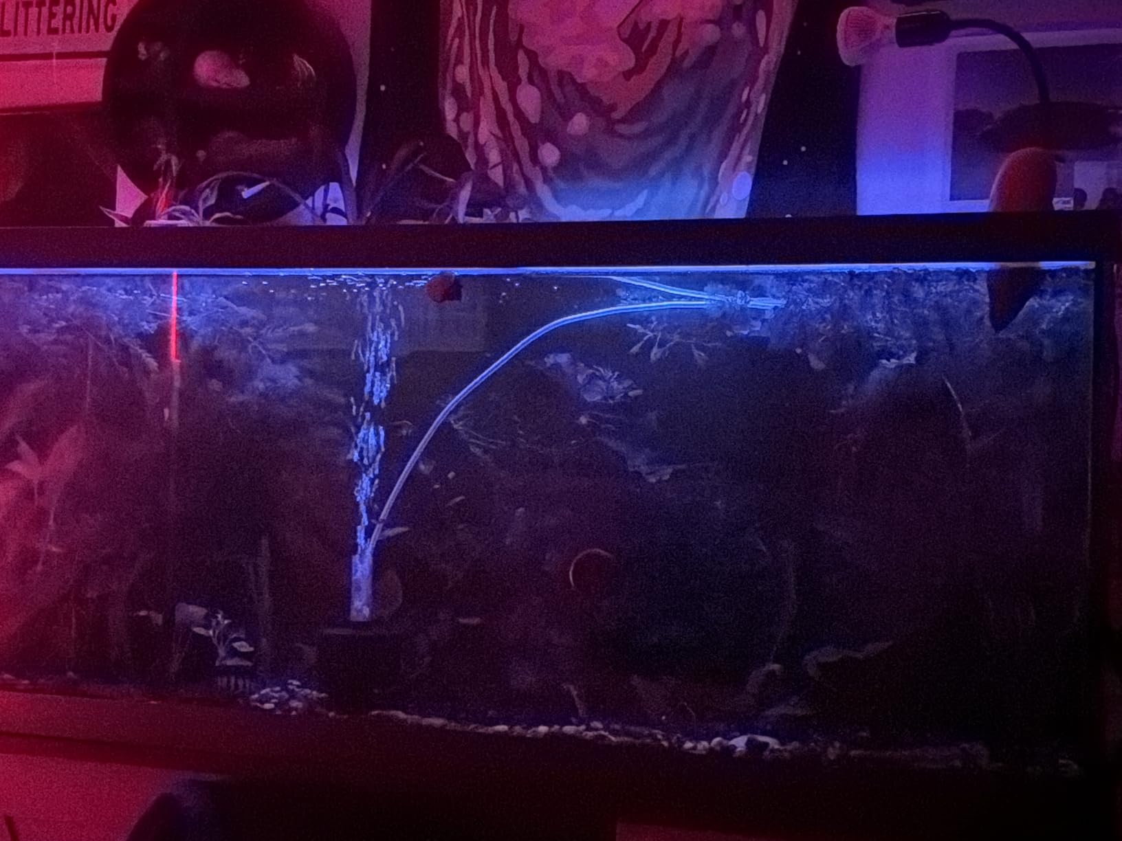 hygger Advanced LED Aquarium Light with Timer, 24/7 Lighting Cycle & DIY Mode, Full Spectrum Fish Tank Light for 30-36 in Freshwater Planted Tank customer photo 2