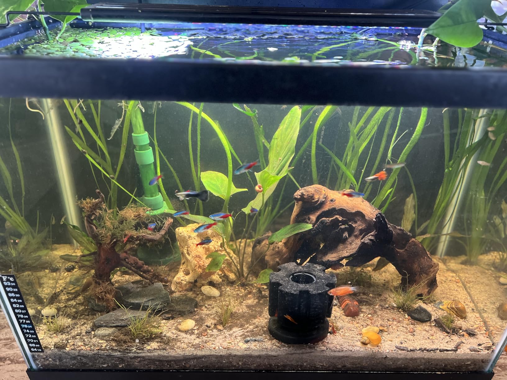 SEAOURA LED Aquarium Light for Plants & Fish Tank with Timer, 30-36 Inch customer photo 2