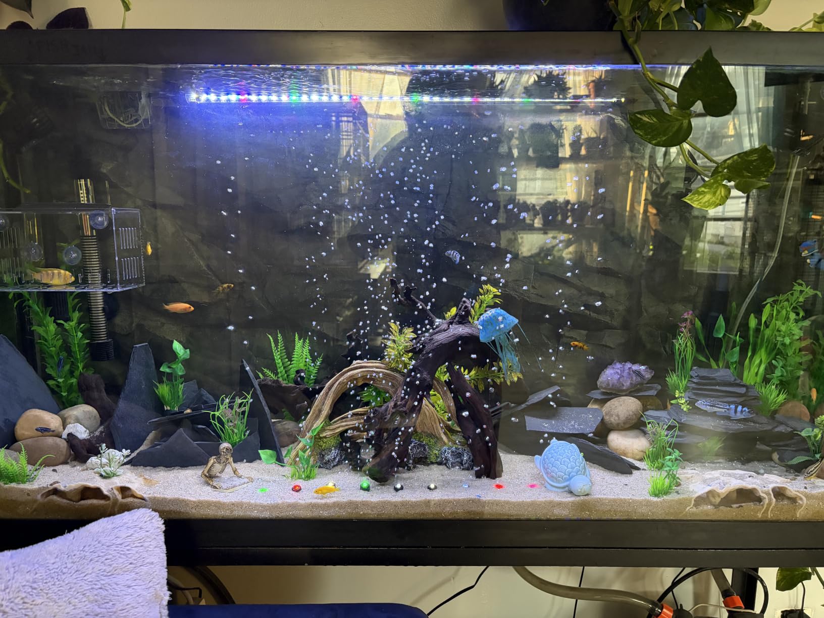 SEAOURA Submersible Led Aquarium Light for Fish Tank with Timer, 11 Inch customer photo 1