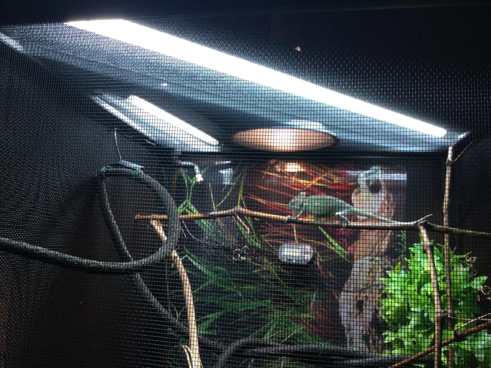 LUCKY HERP T5 Reptile Light Fixture Combo Kit 8W (New Upgrade), 10.0 UVB Light for Reptiles and Amphibians, UVA UVB Basking Light Desert Lamp for Lizard, Bearded Dragon, Tortoise 12inch customer photo 1