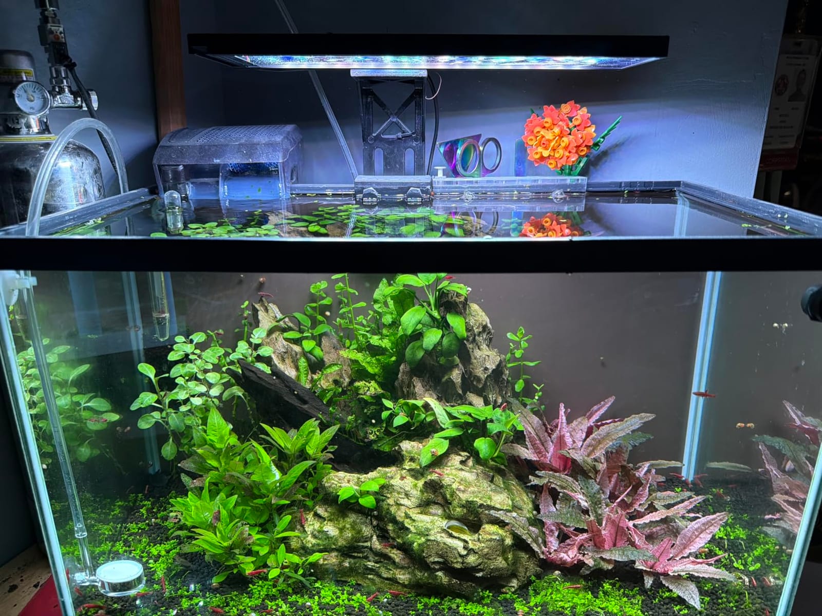 SEAOURA Clip On Aquarium Light for Plants-24/7 Fish Tank Light, 12-20 Inch customer photo 2