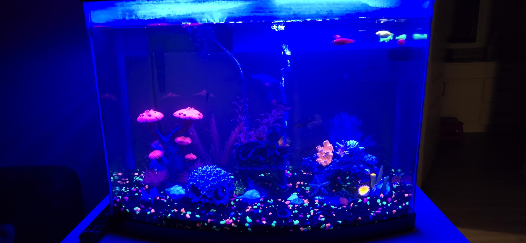 AQQA LED Aquarium Light, 24/7 & DIY Mode Full Spectrum Fish Tank Light customer photo 1