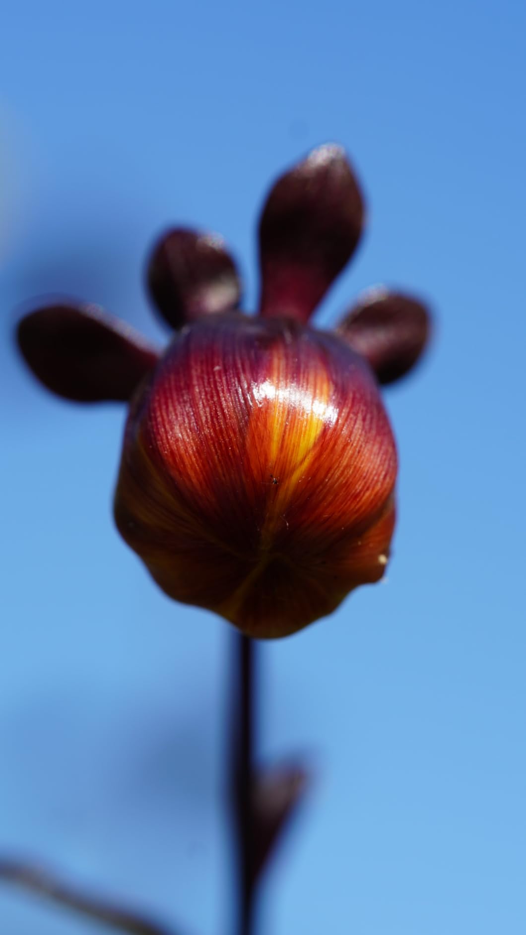 Tamron 90mm F/2.8 Di III VXD 1:1 Macro customer photo 2