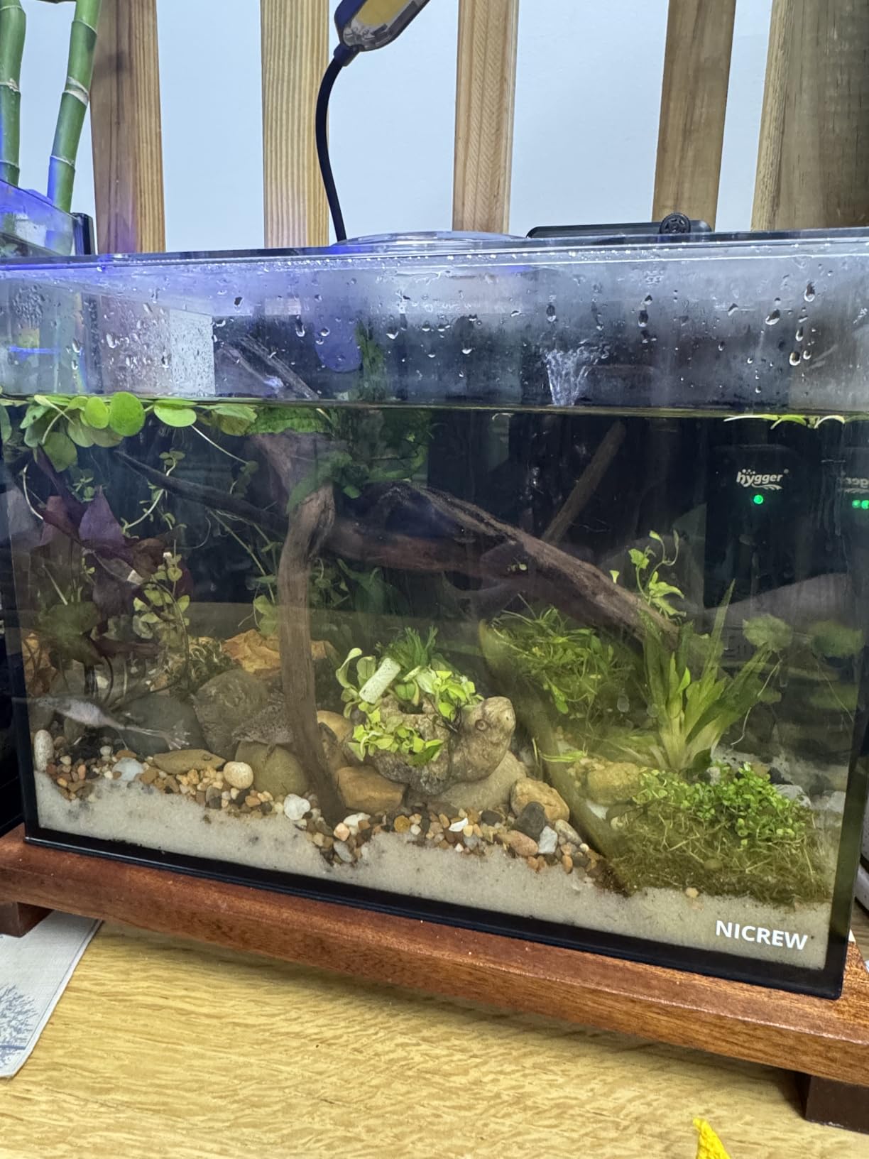 NICREW 2.5 Gallon Nano Nature Aquarium Kit Betta Fish Tank, Complete, Black customer photo 1