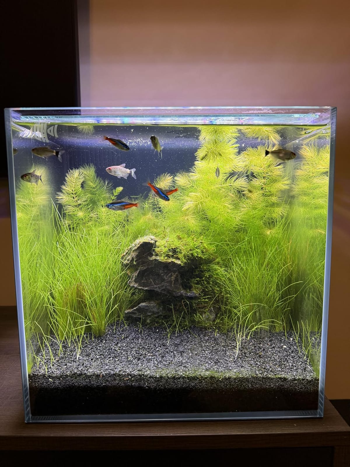 Coralland 8-Gallon Saltwater Aquarium - Ultra Clear Low Iron Glass, 45° Angled Joint Design, Crystal Clear Viewing, Perfect for Marine Fish & Reef Tanks & Freshwater customer photo 1