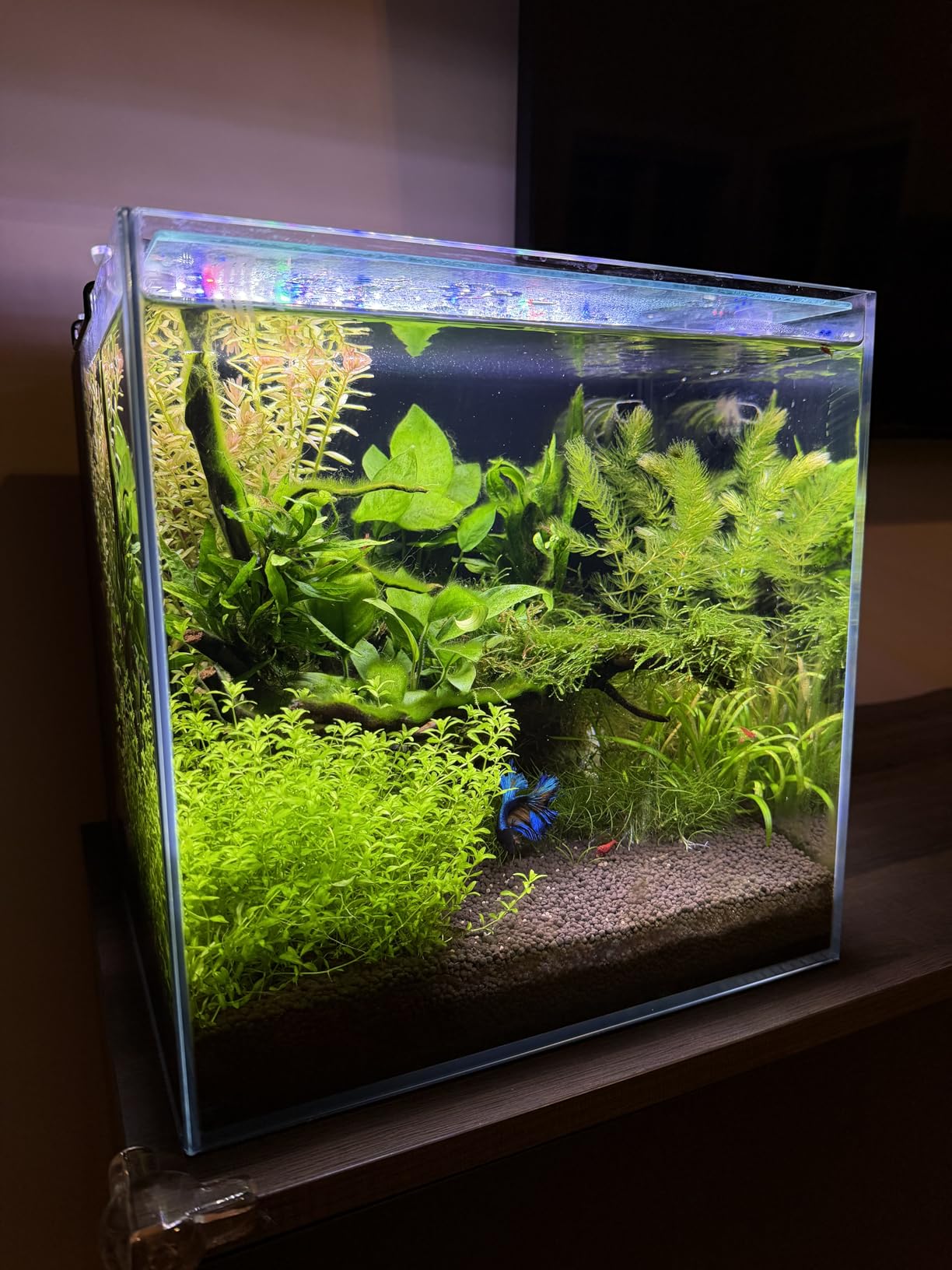 Coralland 8-Gallon Saltwater Aquarium - Ultra Clear Low Iron Glass, 45° Angled Joint Design, Crystal Clear Viewing, Perfect for Marine Fish & Reef Tanks & Freshwater customer photo 2