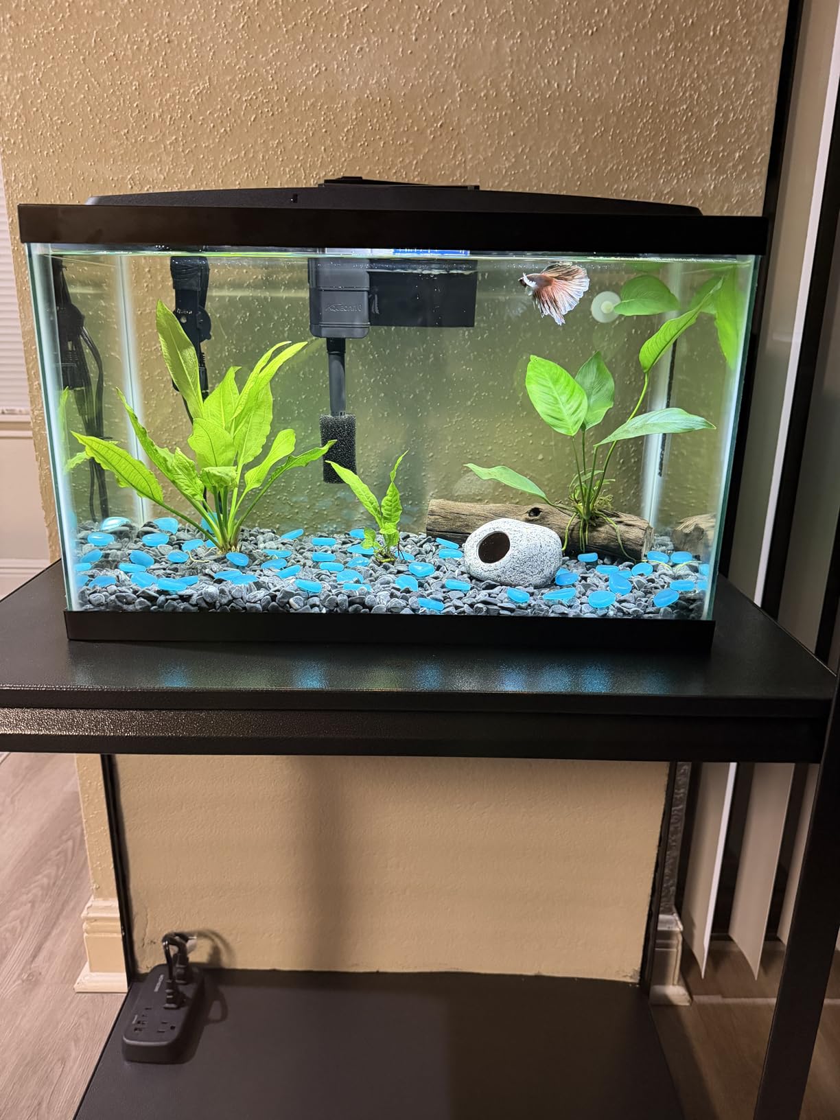 Aqueon Aquarium Starter Kit with Smart Clean Filtration and LED Lighting, Freshwater and Saltwater Fish, 20-Gallon customer photo 2