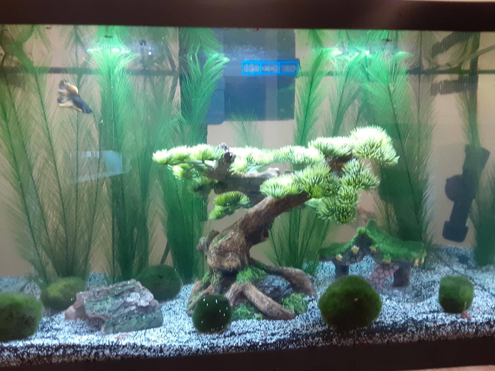 Aqueon Aquarium Starter Kit with Smart Clean Filtration and LED Lighting, Freshwater and Saltwater Fish, Perfect for Tetras, Guppies, Platies, 10-Gallon customer photo 2