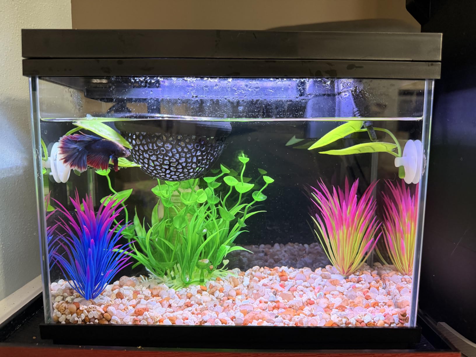 Vehipa Fish Tank, 2.4-Gallon Aquarium Starter Kit with 3-in-1 Quiet Pump customer photo 2