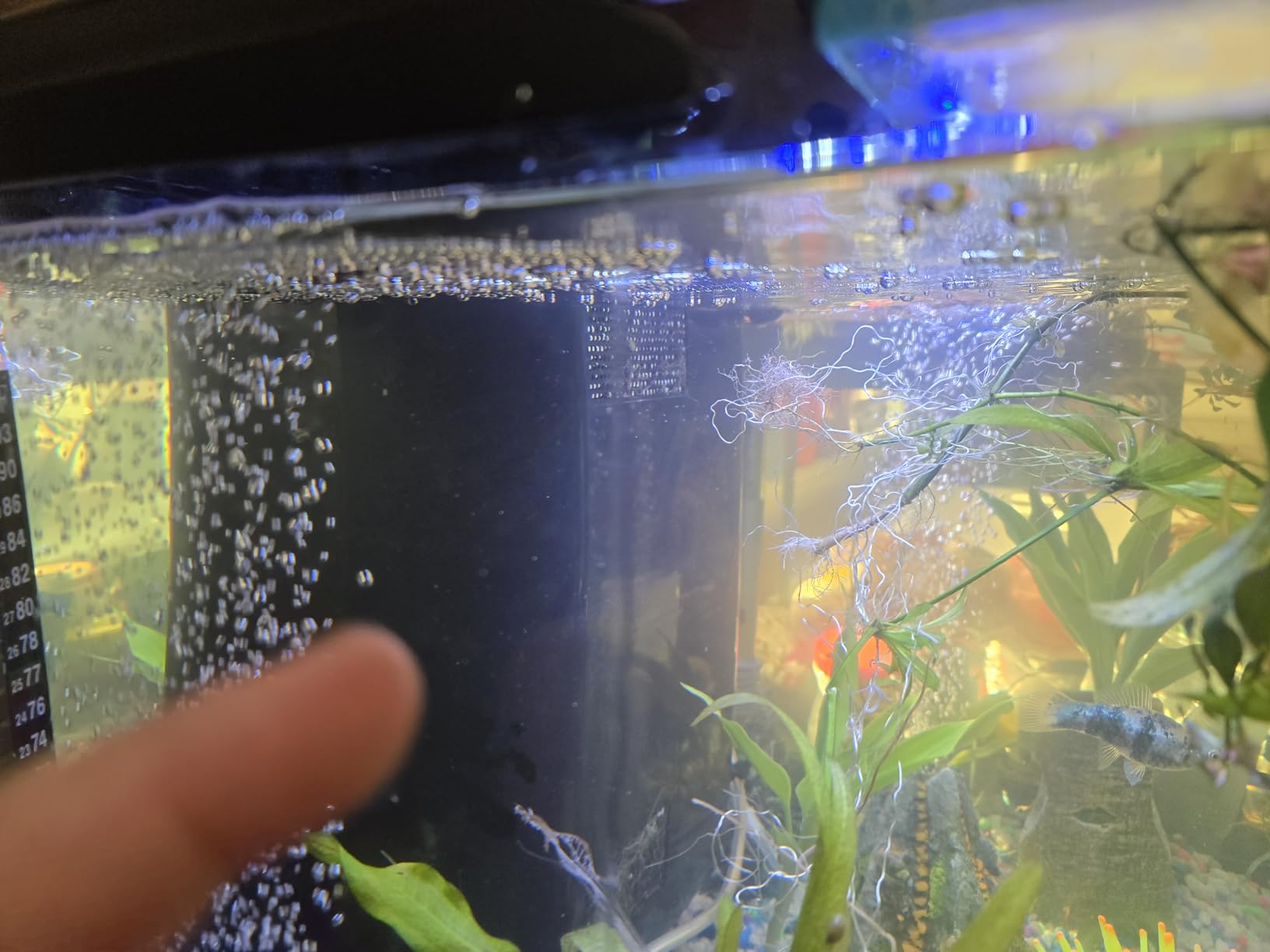 GloFish Glass Aquarium Kit, 20 Gallons, Includes Premium Blue, LED Light Stick & Integrated Filtration, Perfect for Beginners or Seasoned Hobbyists, Seamless, Curved Design customer photo 2