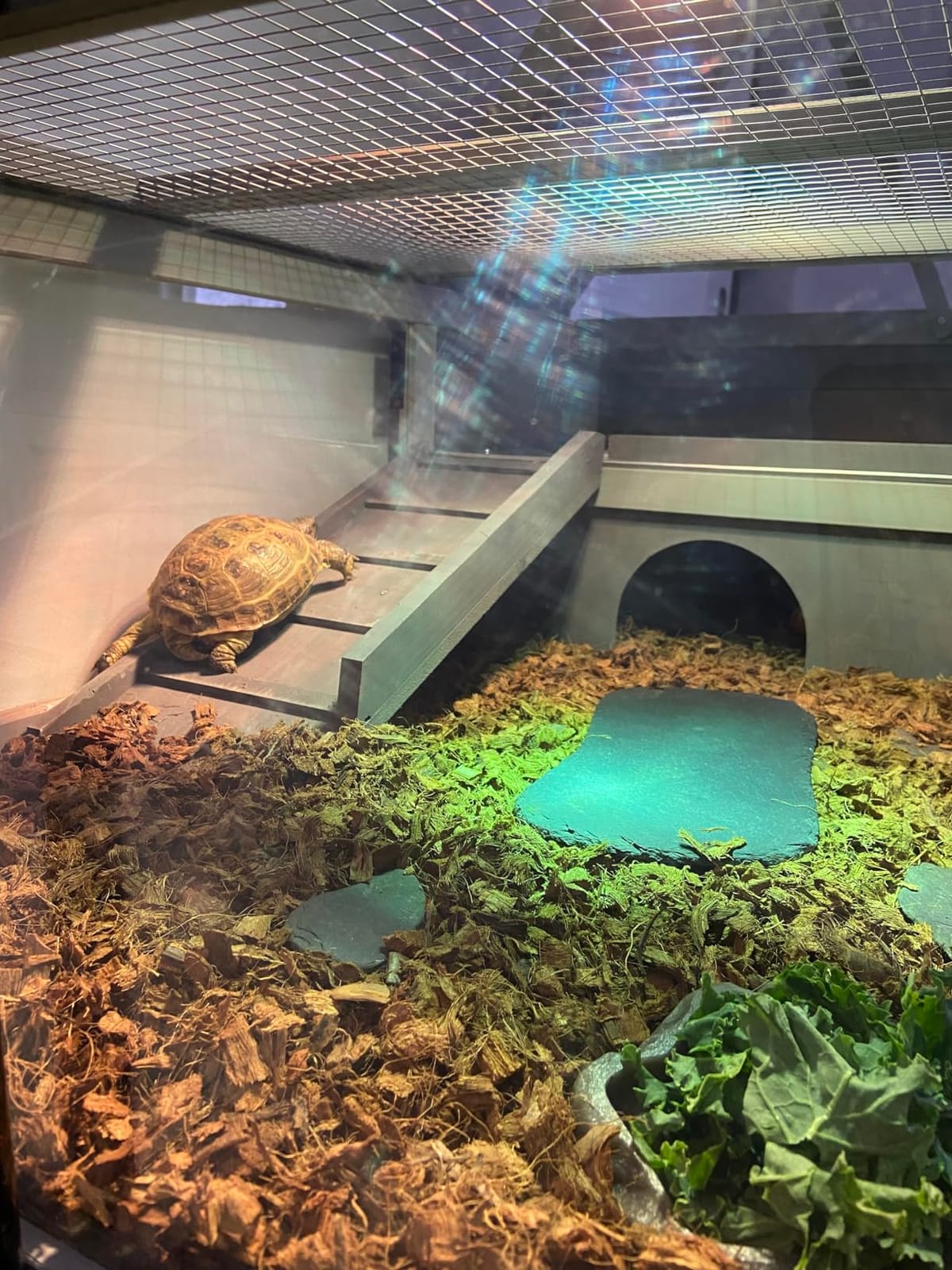 BIRASIL Wood Tortoise Enclosure with Adjustable Light Stand,2-Tier Habitat Reptile Cage with Swimming Area Feeding Area, Tortoises House for Small Animals Lizards Hamster (Gray/White) customer photo 1
