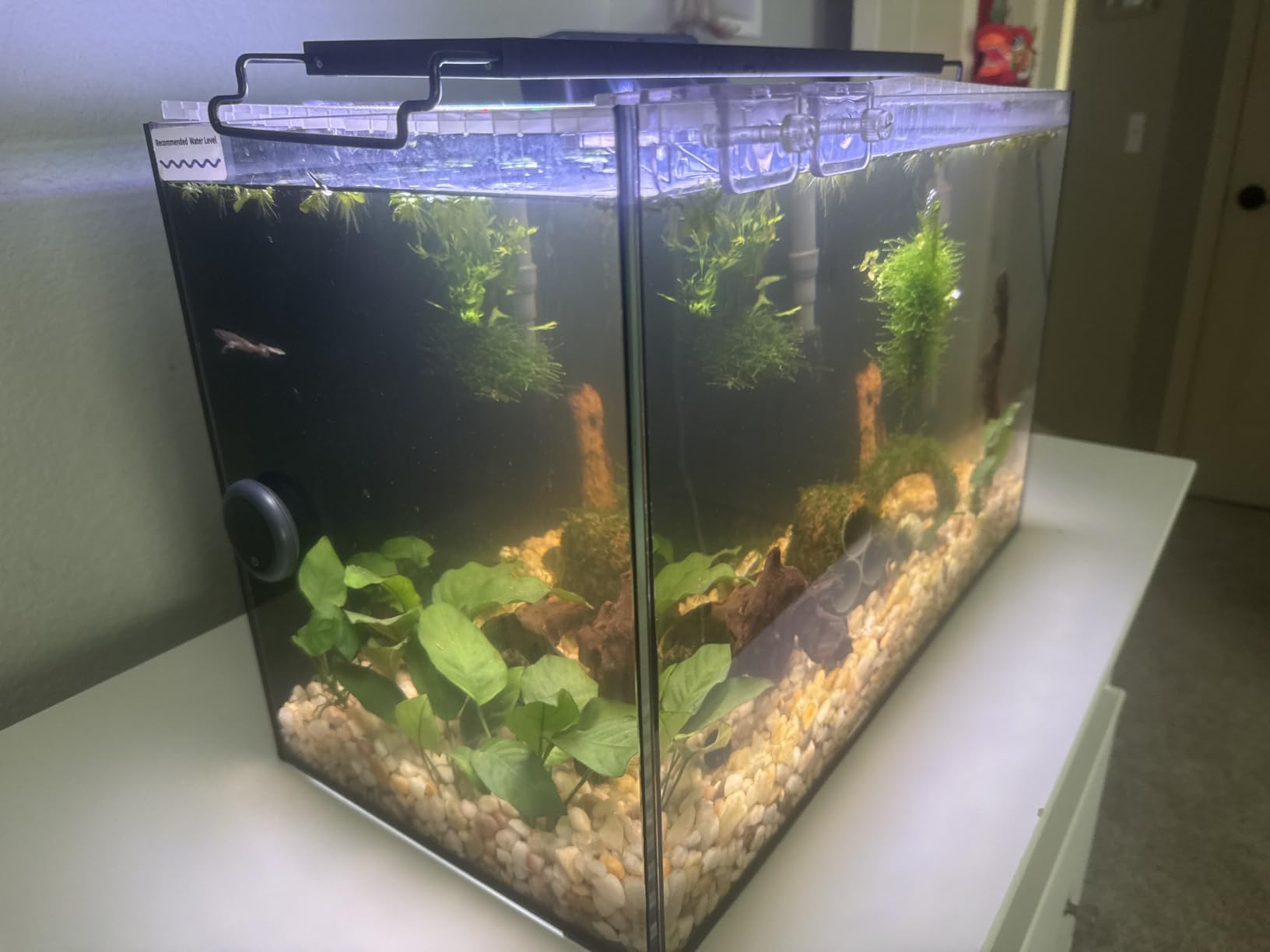 10 Gallon Aquarium Set Glass Fish Tank, Heater Self Cleaning System Filter with Media Bright Light Cleaning Tool, Leak-Proof Clear Rimless Betta Tropical Freshwater Fish customer photo 1