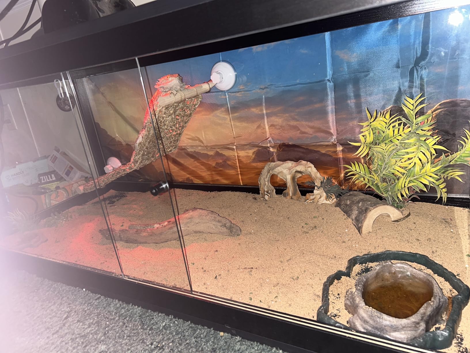 PROLEE 35 Gallon Bearded Dragon Tank, 32 x 16 x 16 Inch Tempered Glass Reptile Enclosure with Metal Mesh Top, Lockable Sliding Front Doors, Large Lizard and Snake Terrarium, Black customer photo 2
