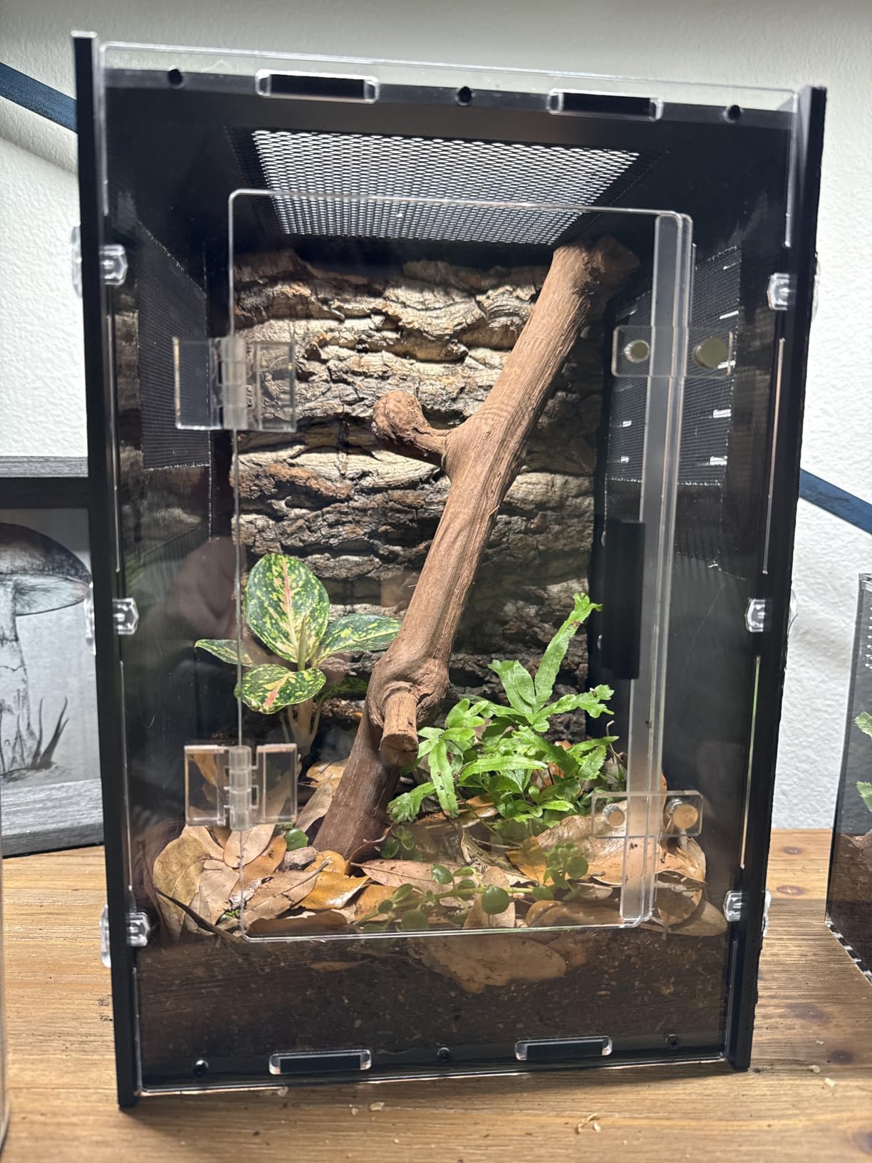 16x16x24 Black PVC Reptile Tank for Adult Reptiles, Front Opening customer photo 1