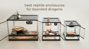 best reptile enclosures for bearded dragons