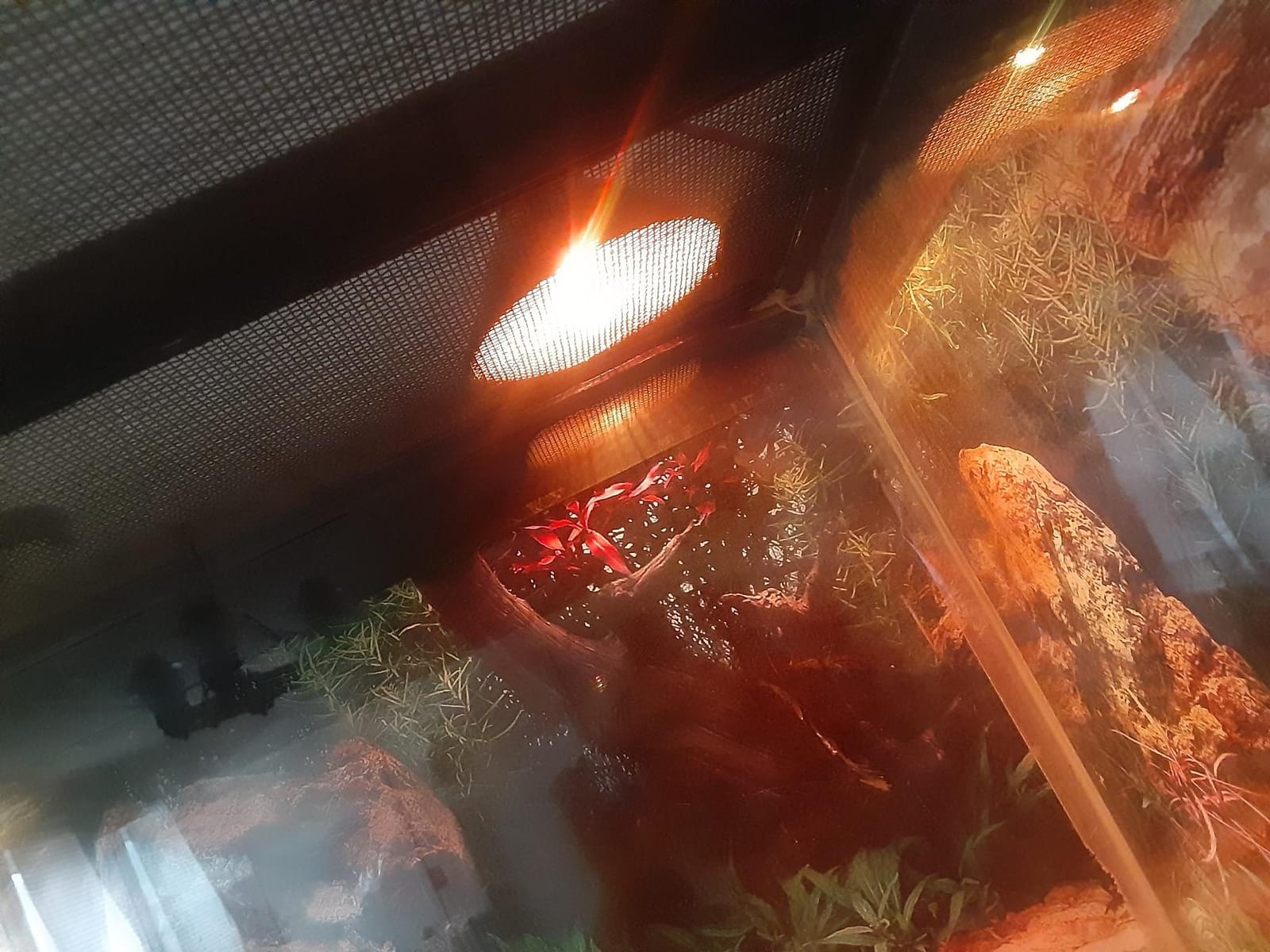 Zilla Mini Halogen Lamp Reptile Bulb, 25-watt, Night Red (3 Pack) customer photo 1