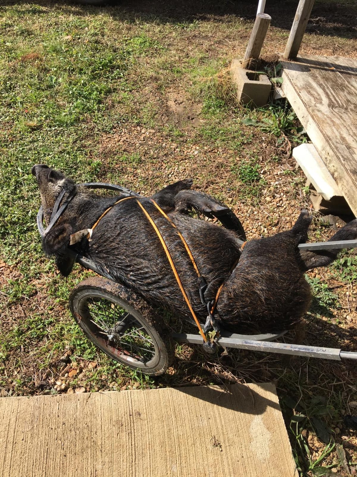 Muddy Mule Game Cart 16' Wide x 40' Long customer photo 1
