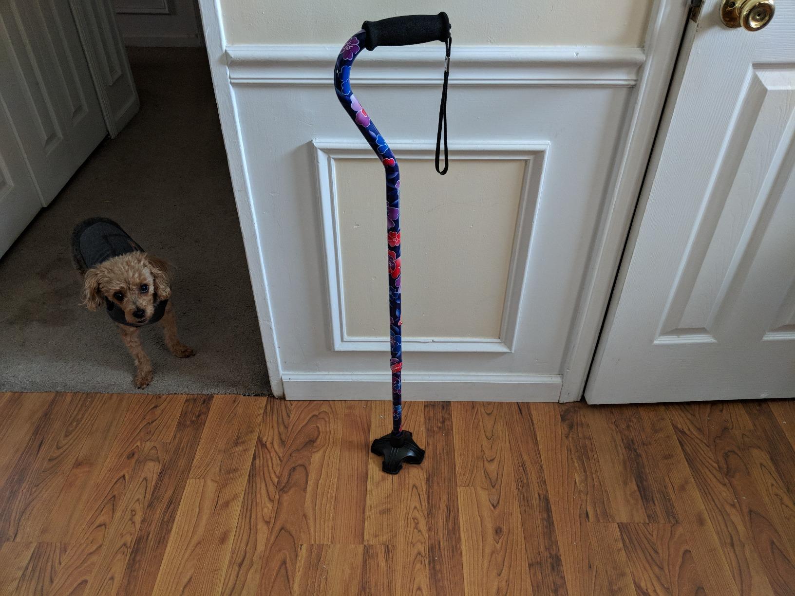Nova Joy Designer Offset Quad Cane for Seniors - Unisex Adjustable Lightweight Walking Aid with Foam Handle, Wrist Strap and Anti-Rattle Lock - Essential Mobility Support - Proud Peacock customer photo 1