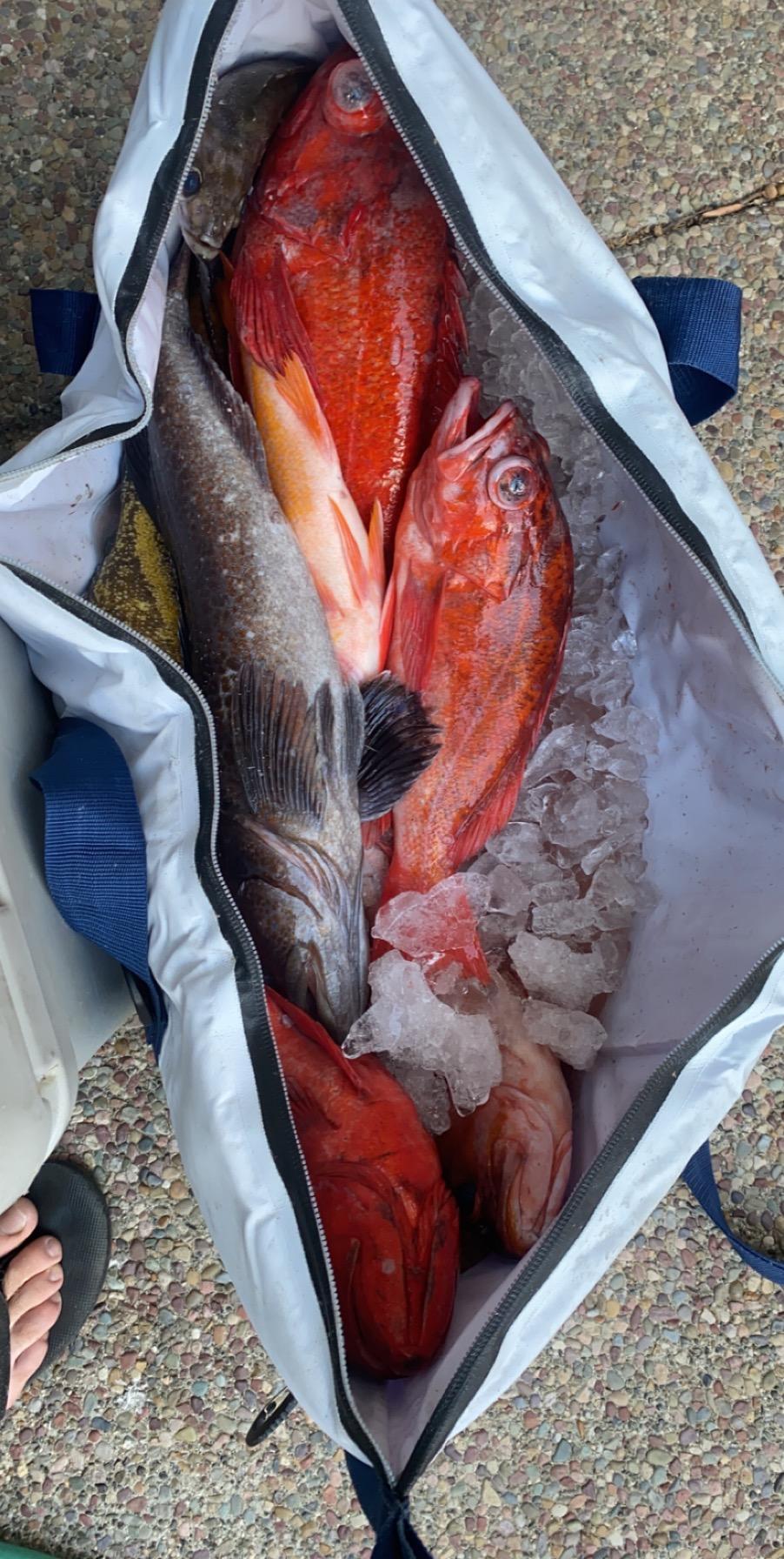 Pack Fishcooler 40