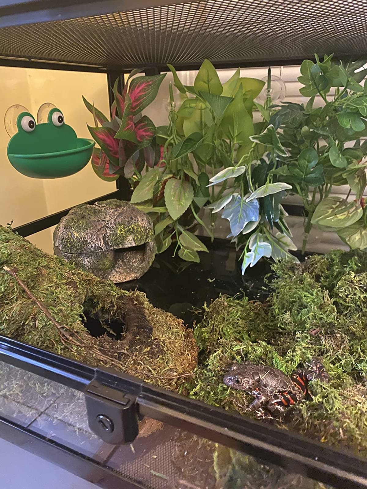 REPTI ZOO Full Glass 20 Gallon Reptile Tank, Front Opening Reptile Terrarium 24