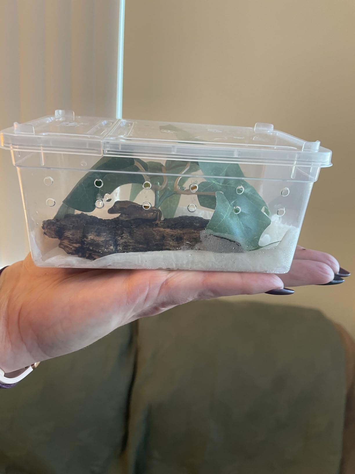 8 Pcs Reptile Breeding Box, Vent Holes, Clear, 5.9 x 3.9 x 2.5 Inch customer photo 1