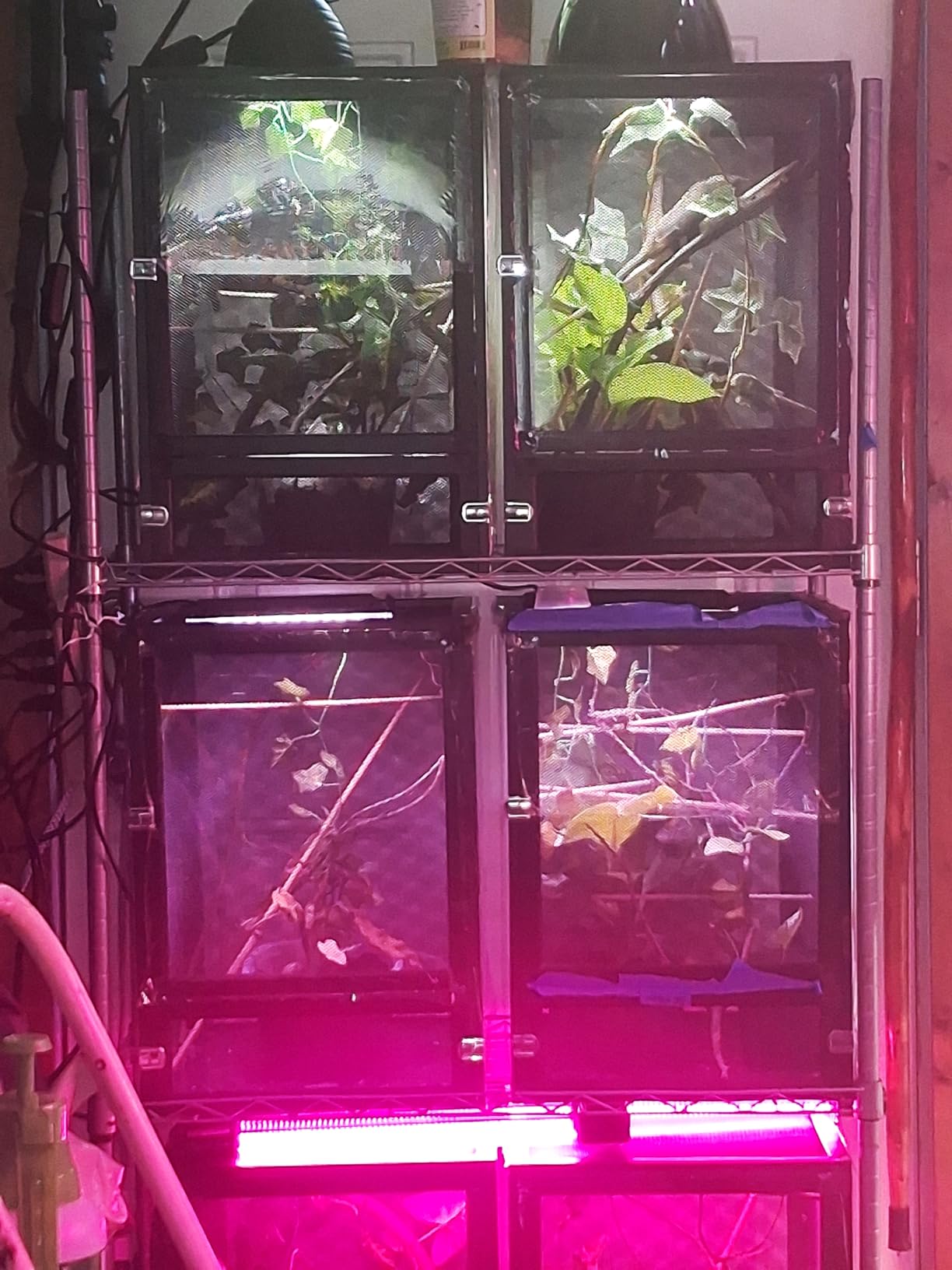 45 Gal Foldable Reptile Terrarium for Gecko & Dragon customer photo 1