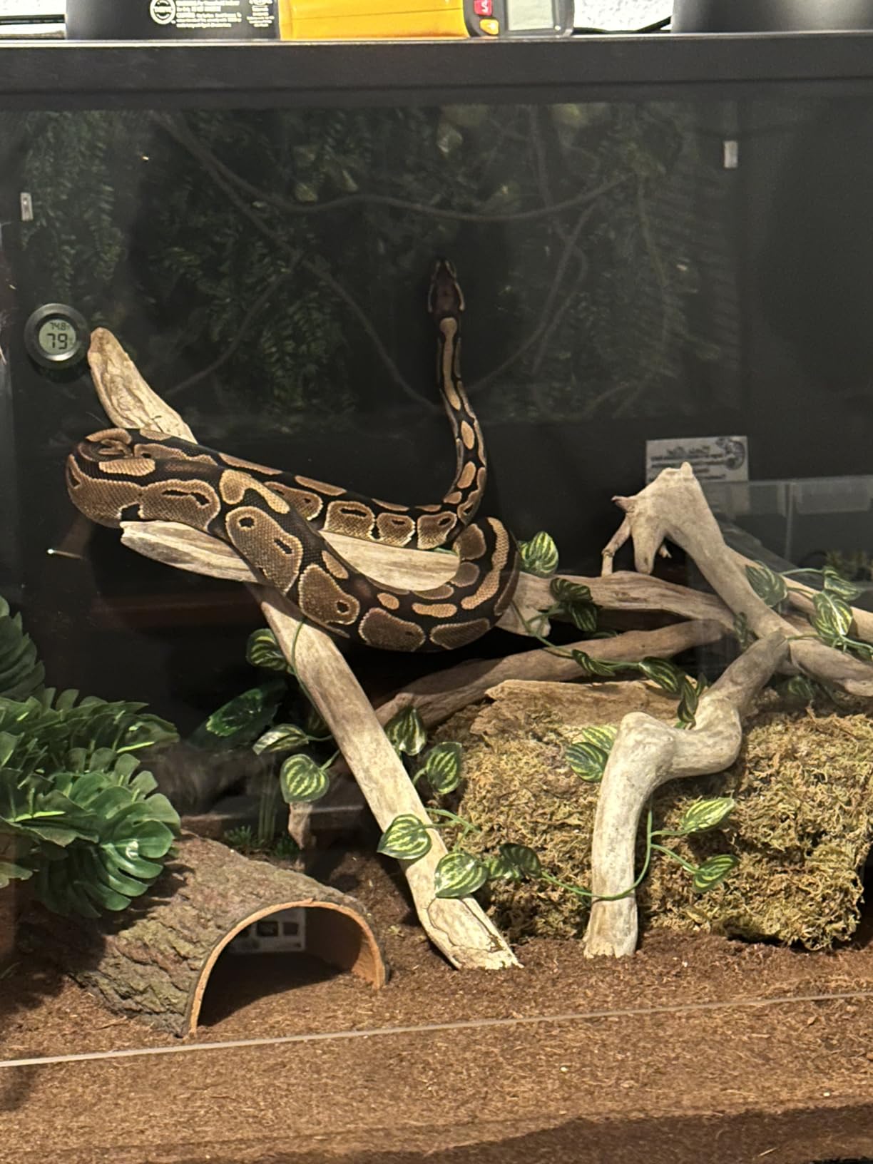 Phailozoo 50 Gallon Reptile Enclosure, Colorful Aluminum Frame Reptile Tank customer photo 1