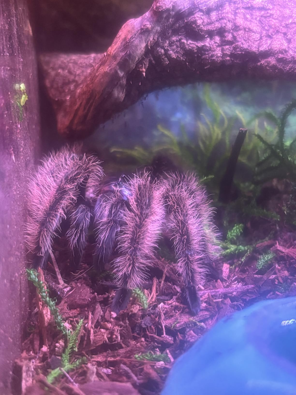 Reptile PC Tank,Escape Proof Magnetic Lid Tarantula Enclosure Small customer photo 1