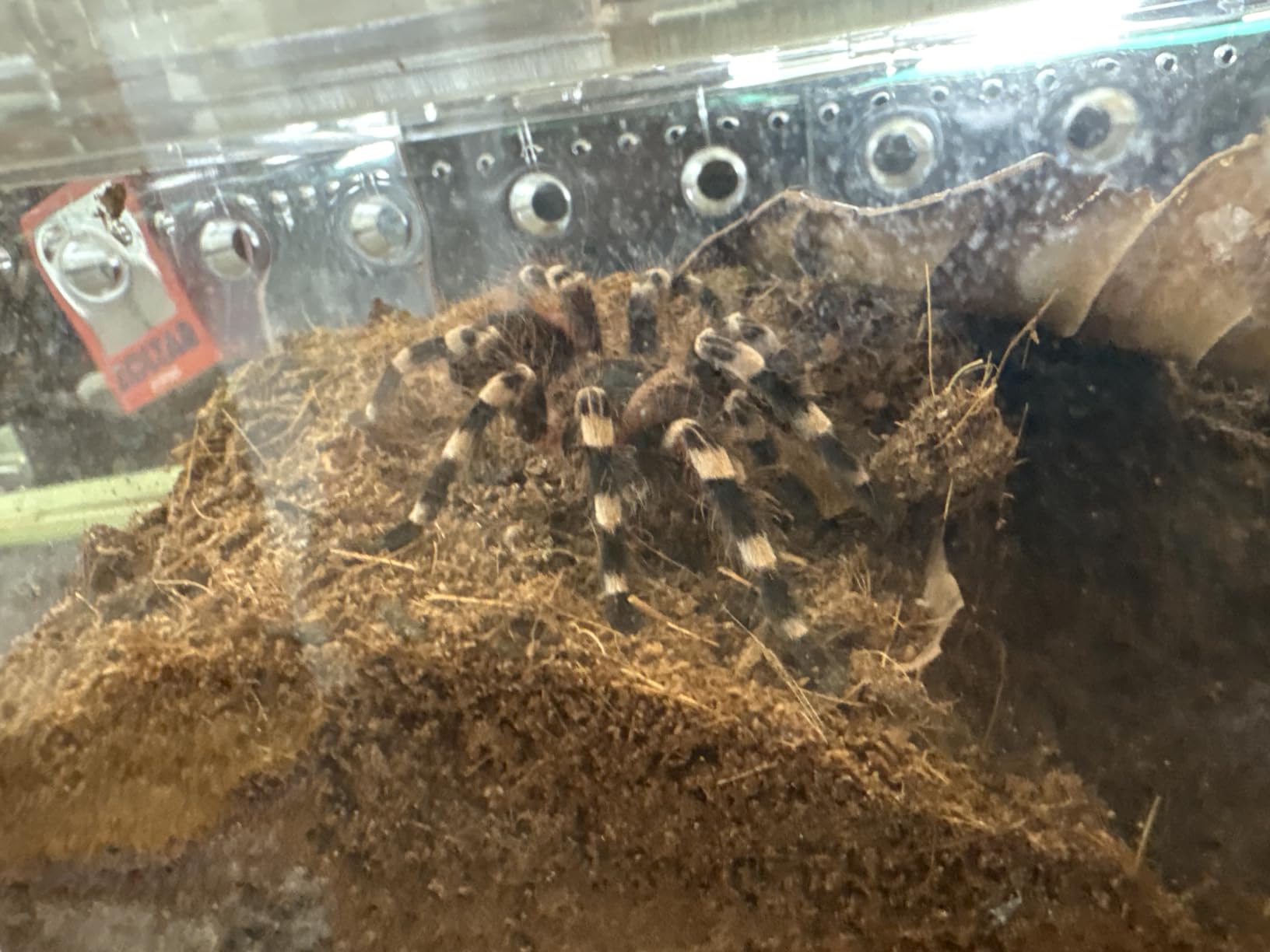 Reptile PC Tank,Escape Proof Magnetic Lid Tarantula Enclosure Small customer photo 2