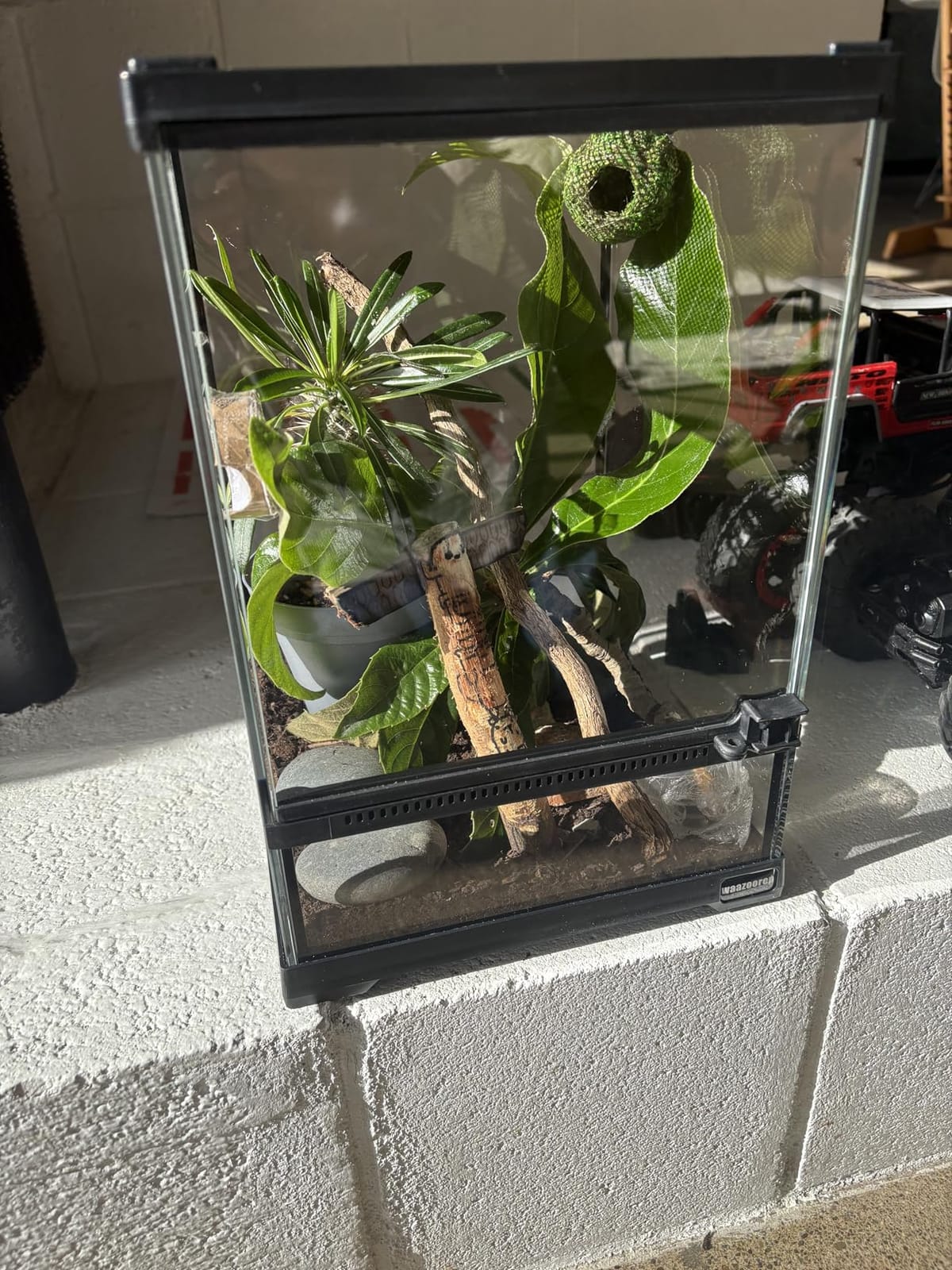 11 Gallon Tall Reptile Glass Tank 12