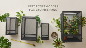 best screen cages for chameleons