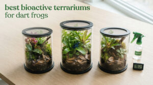 best bioactive terrariums for dart frogs